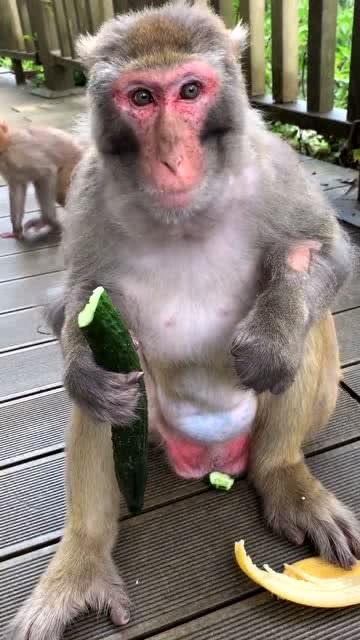 猴子吃瓜全部视频,趣味横生的欢乐时光回顾