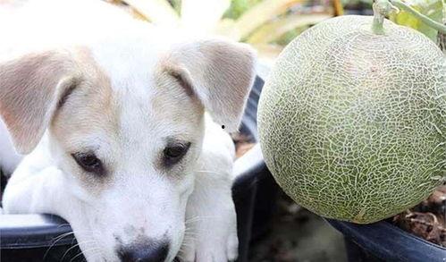 小狗狗哈密瓜可以吃吗视频,宠物饮食安全指南