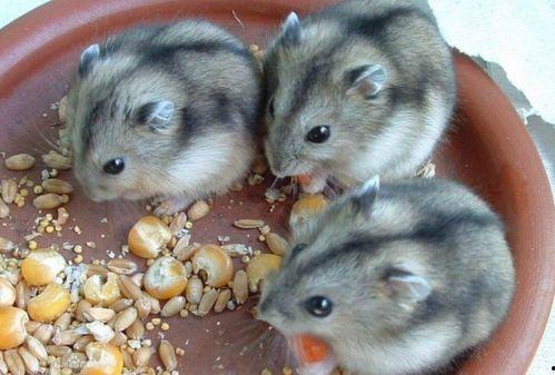 仓鼠可以吃瓜葵子嘛视频,揭秘瓜葵子是否适合它们食用