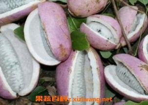 恩施吃瓜大事件视频回放