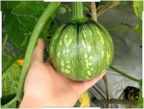 天亦吃瓜视频,揭秘娱乐圈幕后故事，带你领略明星真实生活