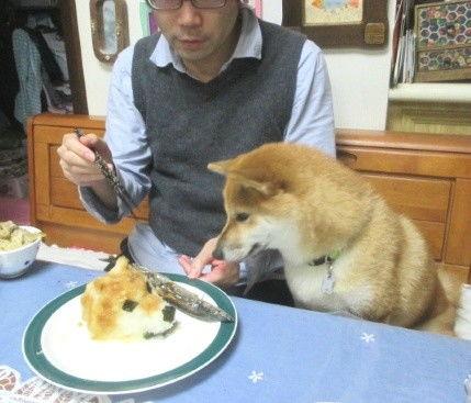 狗头草吃瓜视频大全,趣味横生的萌宠瞬间