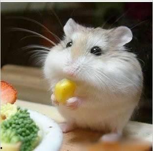 仓鼠布丁吃哈密瓜视频,萌宠美食瞬间