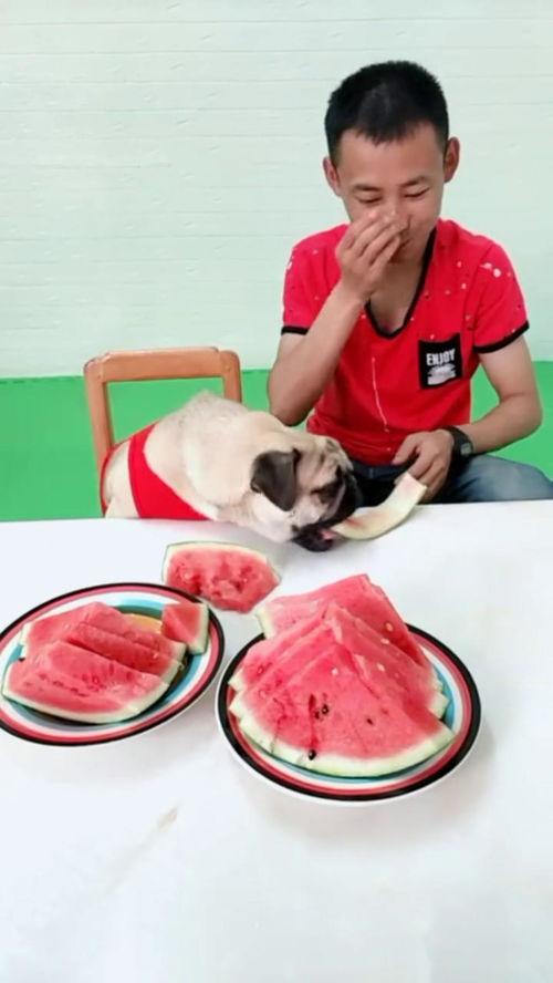 二宝吃瓜搞笑视频,笑料百出欢乐无限