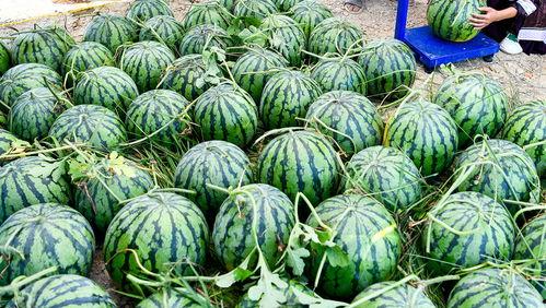 外国人吃腌脆瓜视频播放,视频播放量爆表，揭秘独特风味之谜