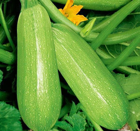 小孩吃白瓜视频,萌趣瞬间引网友热议