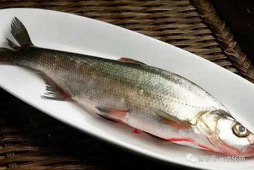 吃八瓜鱼要去皮吗视频讲解,视频讲解助你轻松处理
