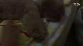 不如认真吃瓜视频,一场视觉盛宴背后的故事