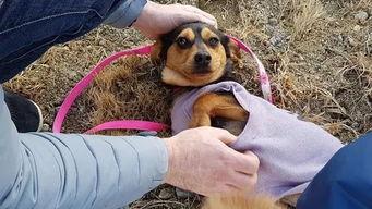 吃瓜小狗车祸视频播放,网络暴力与生命安全的反思