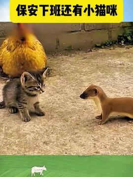 动物吃瓜配音视频大全集,欢乐逗趣瞬间回顾