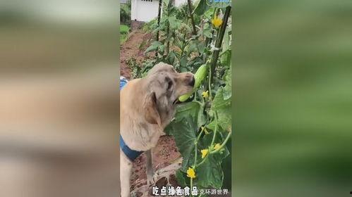 小狗秒变吃瓜视频,小狗的趣味变身记