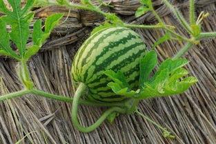 哪些瓜的藤可以吃呢视频,哪些瓜的藤能成为餐桌佳肴