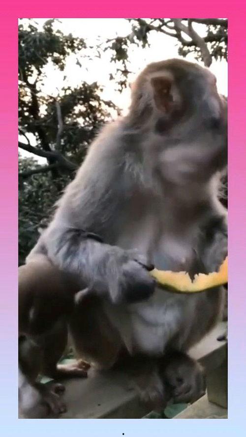 猴子吃瓜文案视频播放,猴子欢乐吃瓜，视频播放量爆表！