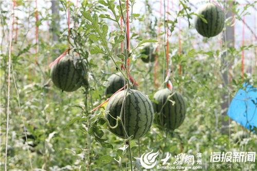 广德吃瓜事件视频最新版,最新视频揭露惊人内幕