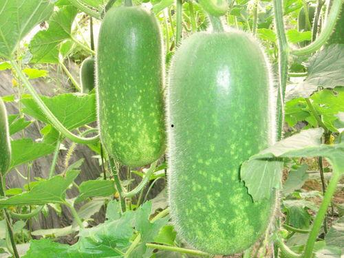 吃瓜博主 超长视频大全,超长视频大全背后的精彩瞬间