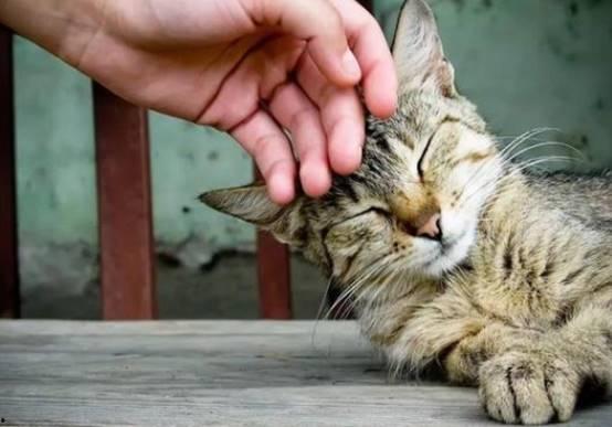 猫咪敢吃吊瓜吗视频大全,视频大全带你领略萌宠食趣