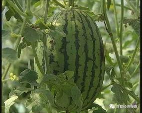 永城吃瓜事件最新进展视频