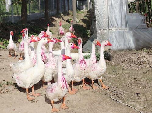 傻白鹅正确吃瓜视频,揭秘网络热点背后的真相