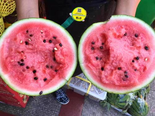 和老妈一起吃蜜瓜视频,与老妈共享蜜瓜美味