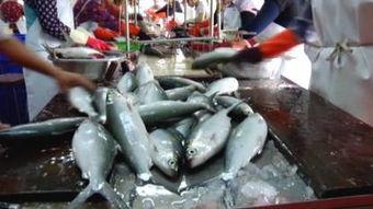 汕尾渔民吃瓜事件视频播放